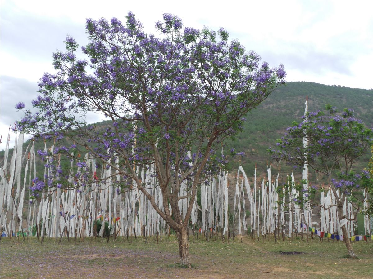 Chemi Lhakang Temple11